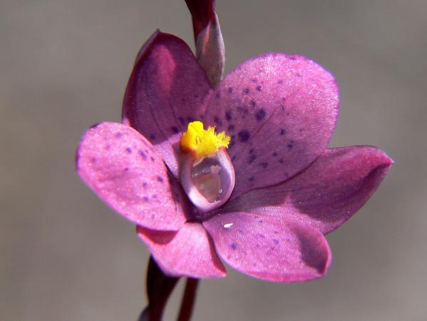 Thelymitra Xirregularis - Crested Sun Orchid.jpg